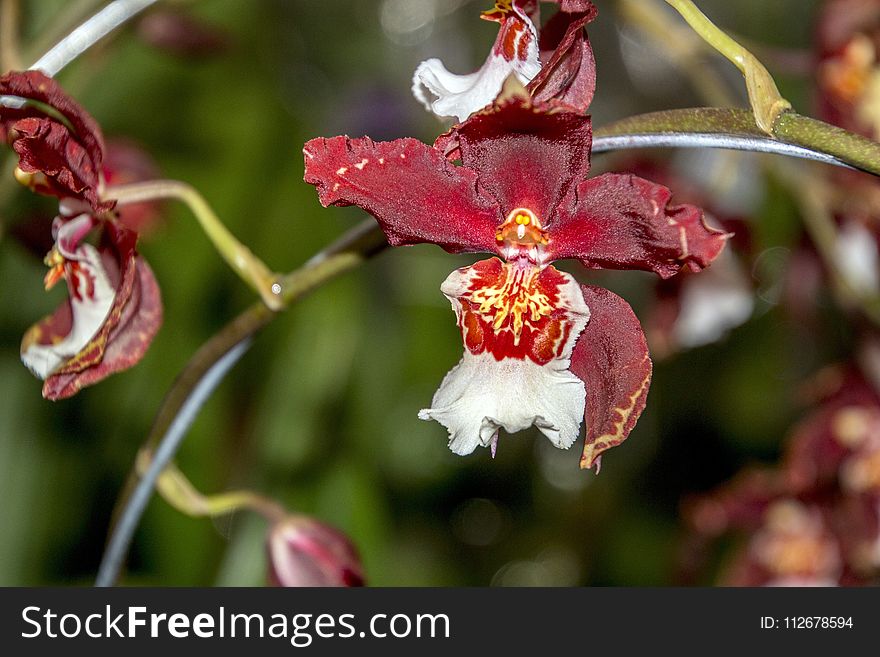 Flower, Flora, Plant, Flowering Plant