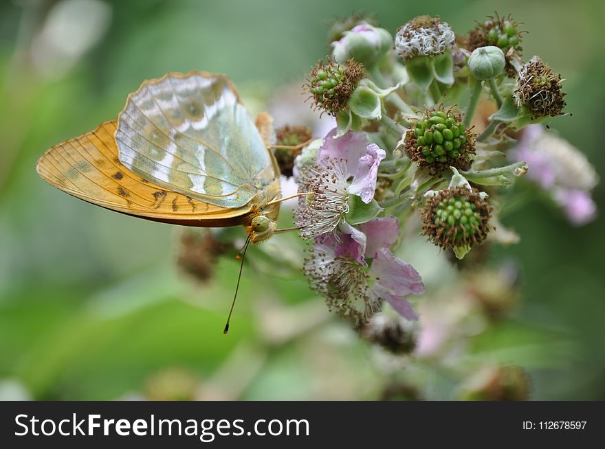 Insect, Butterfly, Moths And Butterflies, Lycaenid