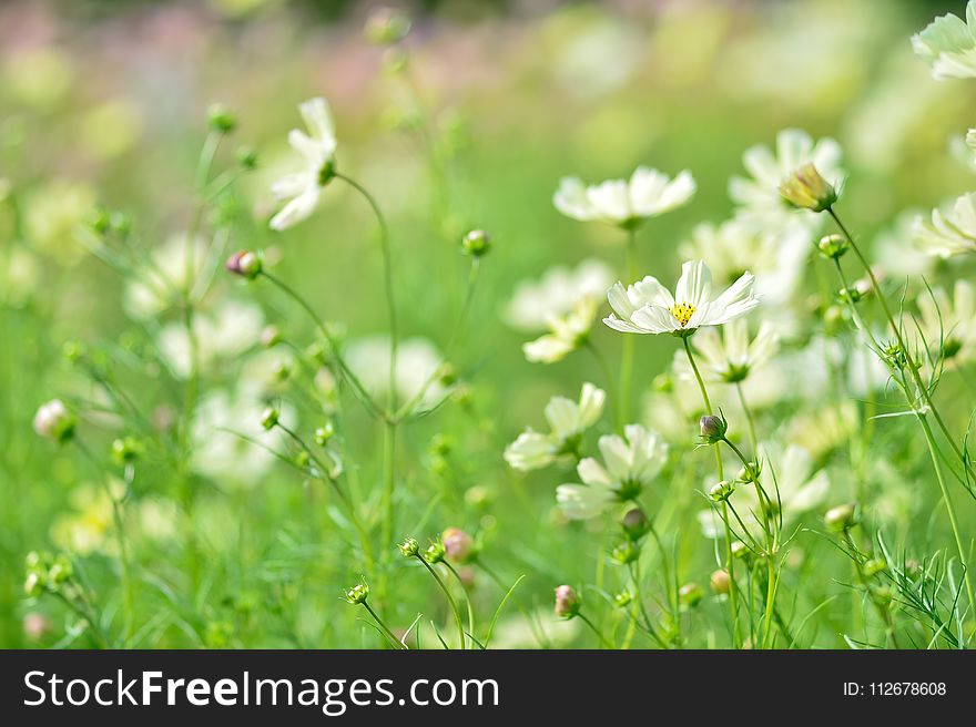 Flower, Flora, Grass, Meadow