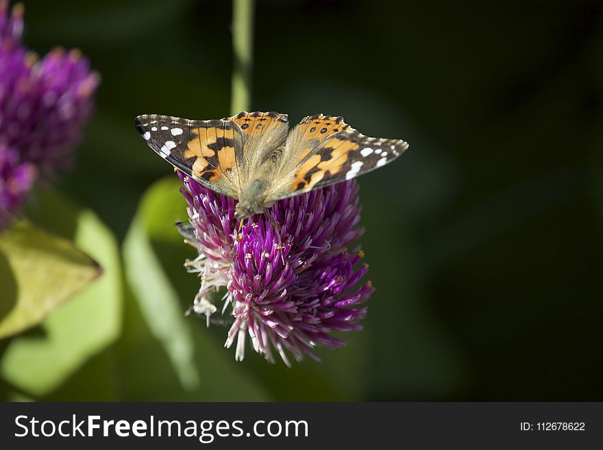 Butterfly, Moths And Butterflies, Insect, Brush Footed Butterfly