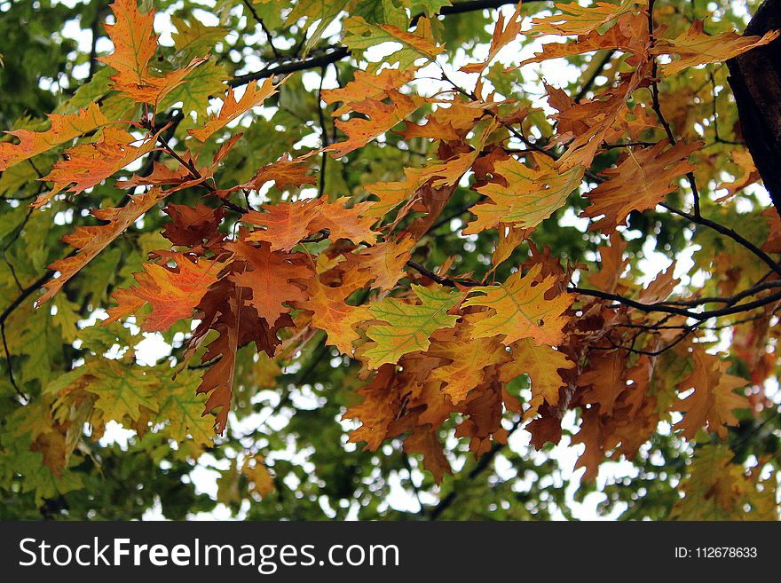 Leaf, Autumn, Tree, Deciduous