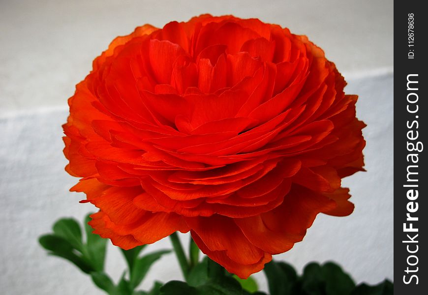 Flower, Orange, Rose, Petal