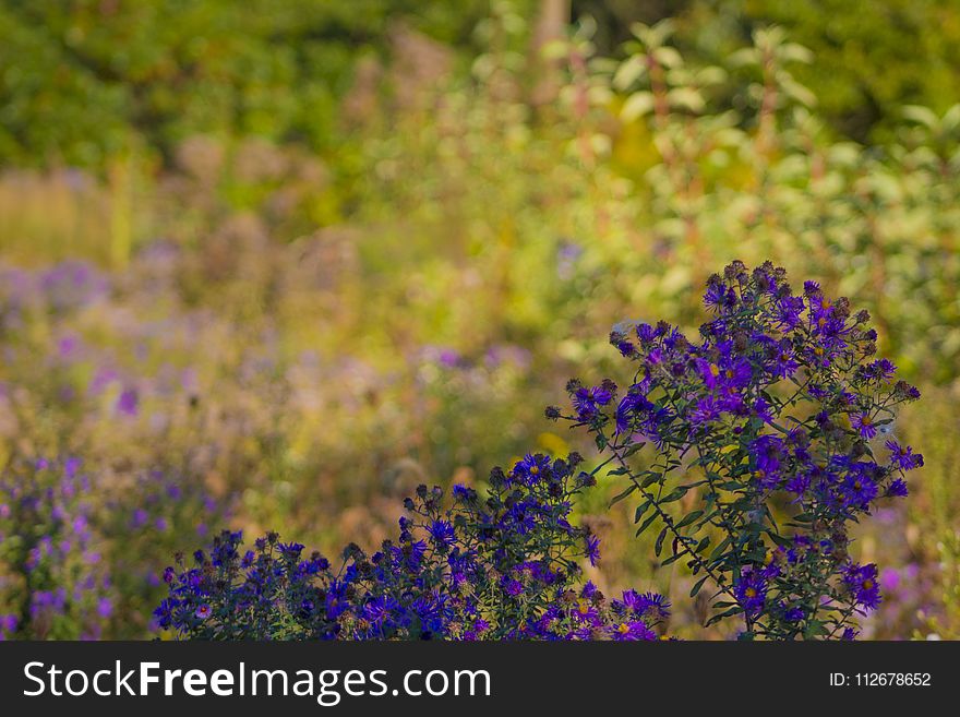 Flower, Plant, Flora, Wildflower