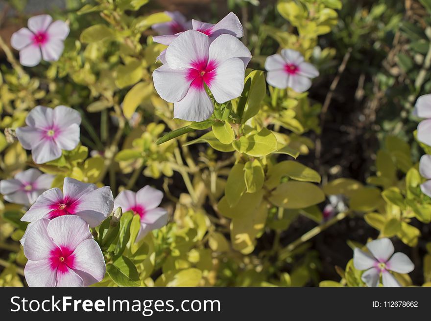 Flower, Plant, Flora, Flowering Plant