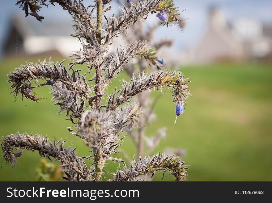 Vegetation, Plant, Branch, Flora