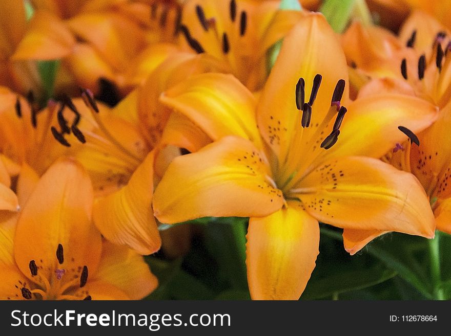 Flower, Lily, Yellow, Plant