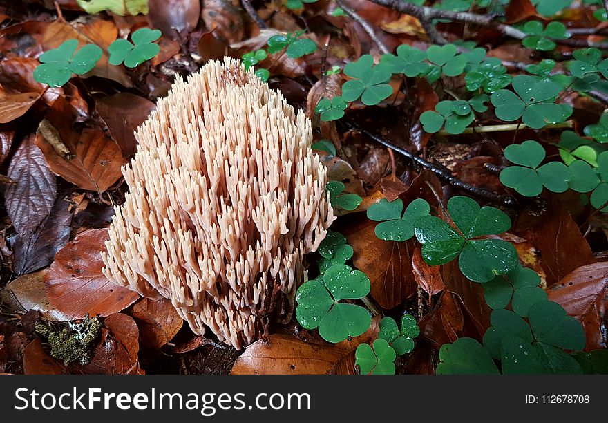 Fungus, Leaf, Mushroom, Medicinal Mushroom