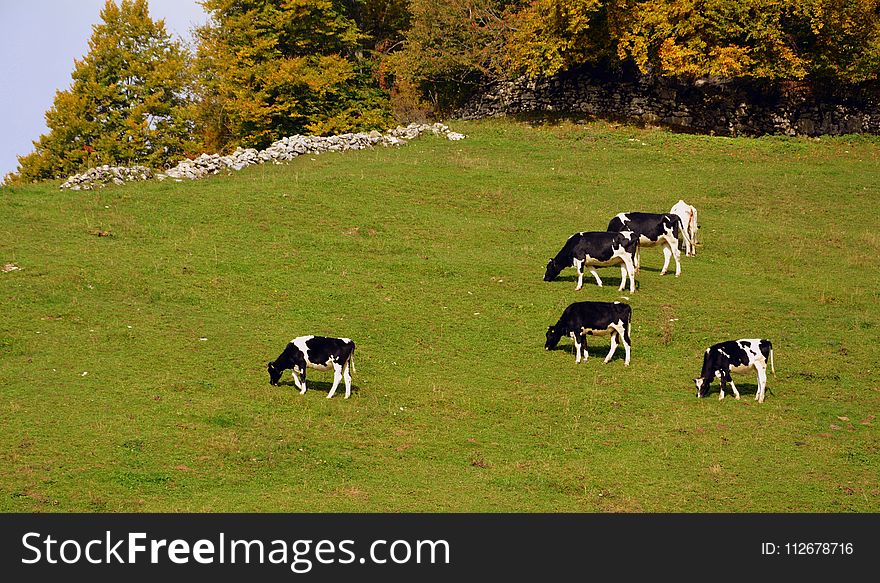 Grassland, Pasture, Grazing, Herd