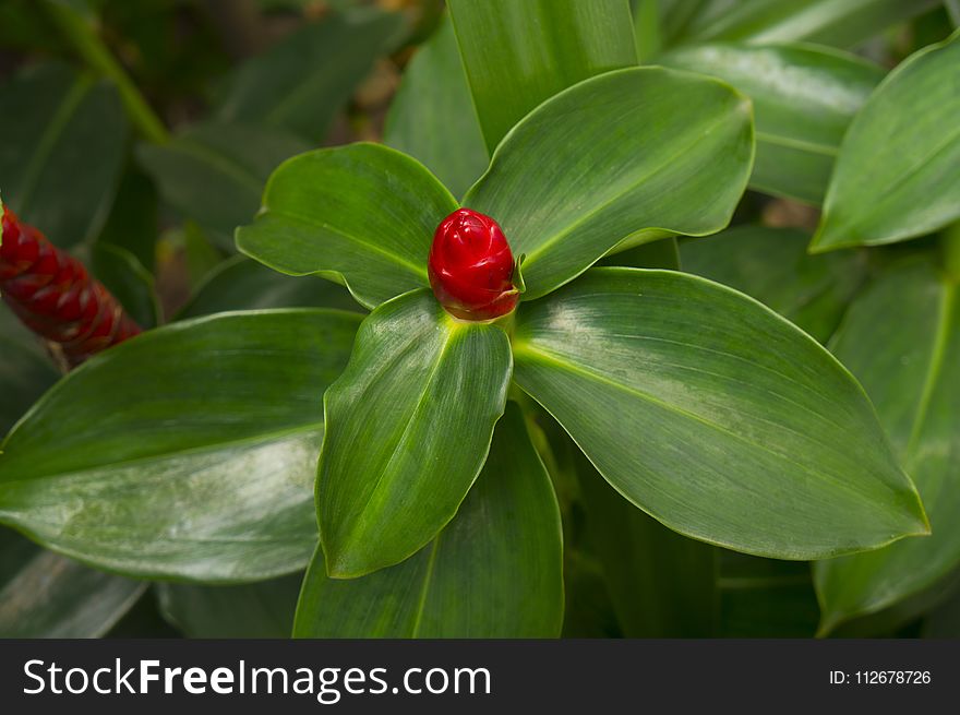 Plant, Leaf, Vegetation, Flora