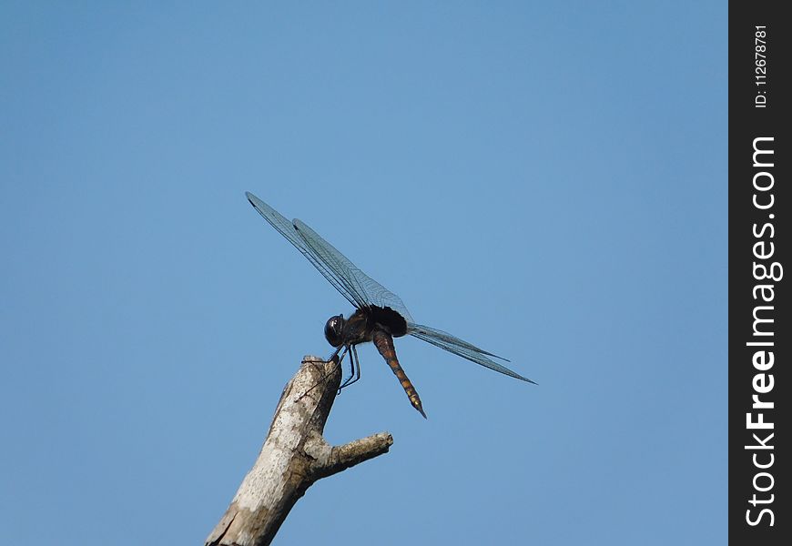 Sky, Wing, Insect, Dragonfly