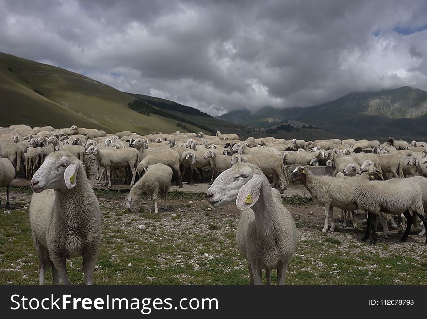 Herd, Sheep, Pasture, Grazing