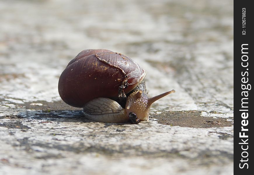 Snails And Slugs, Snail, Molluscs, Slug
