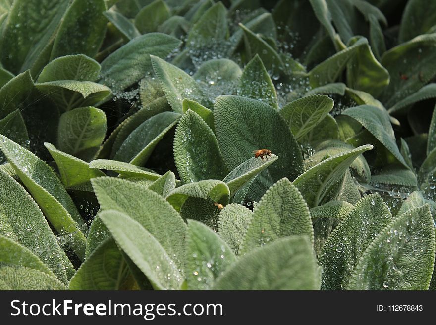 Plant, Vegetation, Leaf, Flora