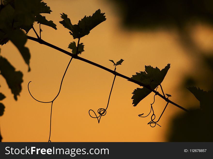Leaf, Branch, Silhouette, Flora