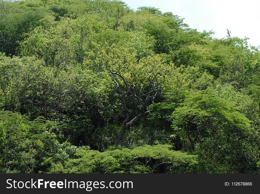 Vegetation, Ecosystem, Nature Reserve, Forest