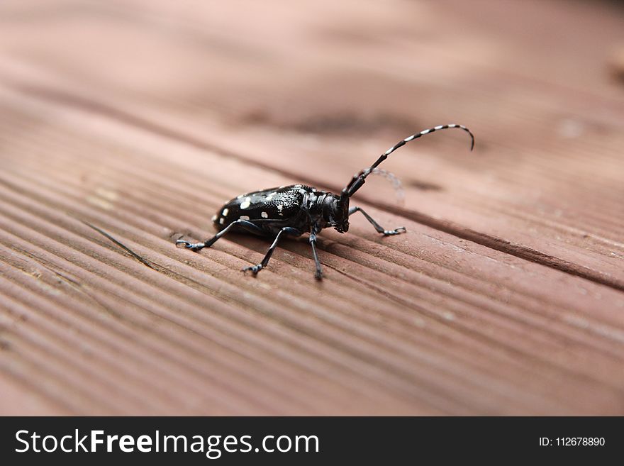 Insect, Beetle, Invertebrate, Fauna