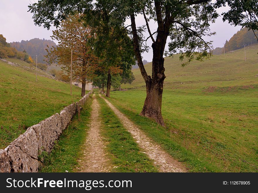 Tree, Path, Grassland, Pasture