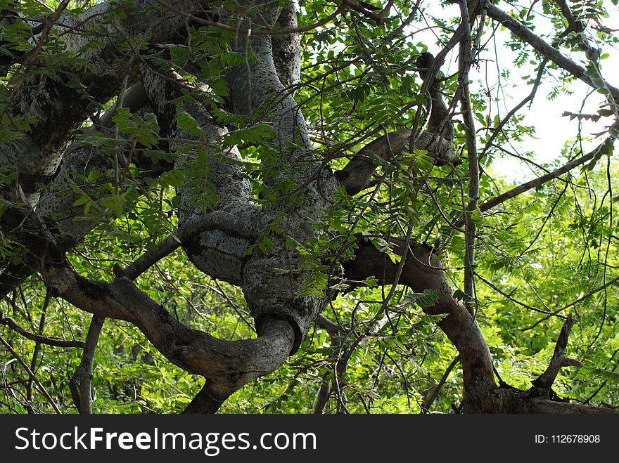 Tree, Branch, Vegetation, Woody Plant