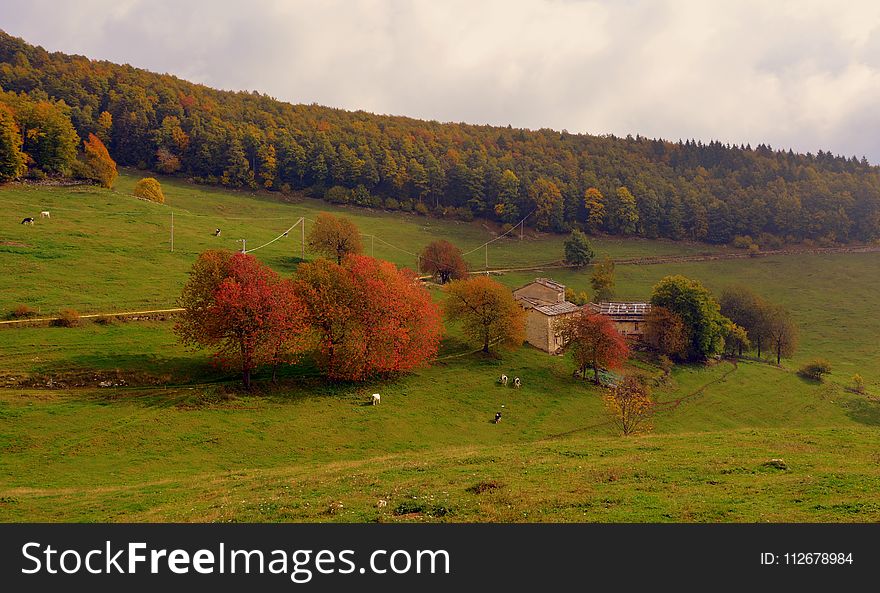 Grassland, Nature, Highland, Pasture