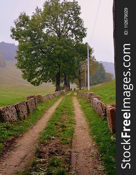 Tree, Path, Sky, Road