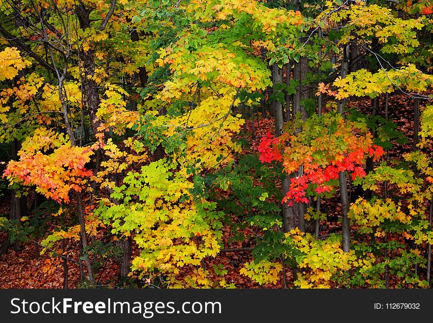 Nature, Autumn, Yellow, Leaf