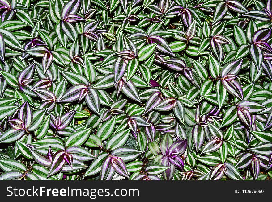Plant, Groundcover, Grass, Pattern
