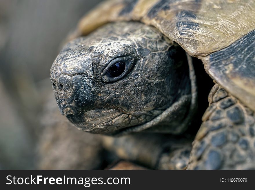 Turtle, Reptile, Tortoise, Emydidae