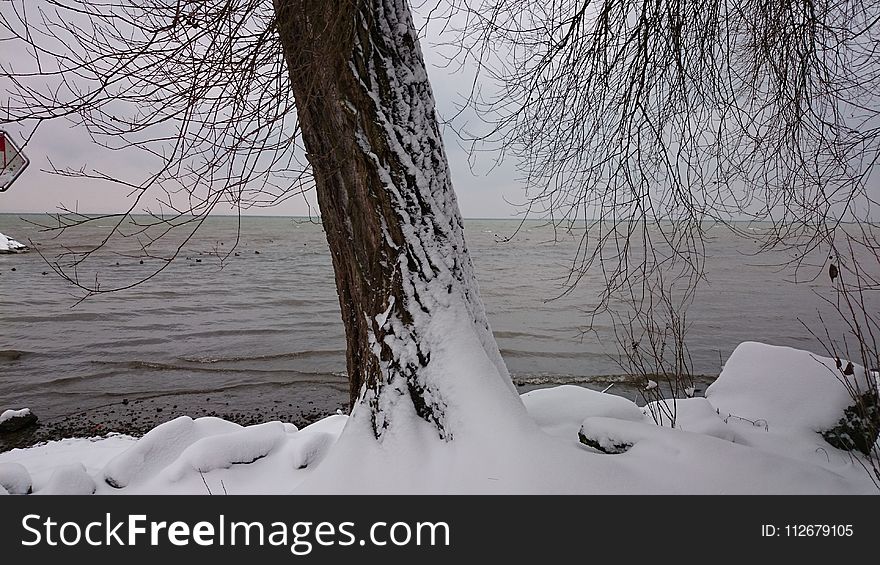 Snow, Winter, Water, Tree