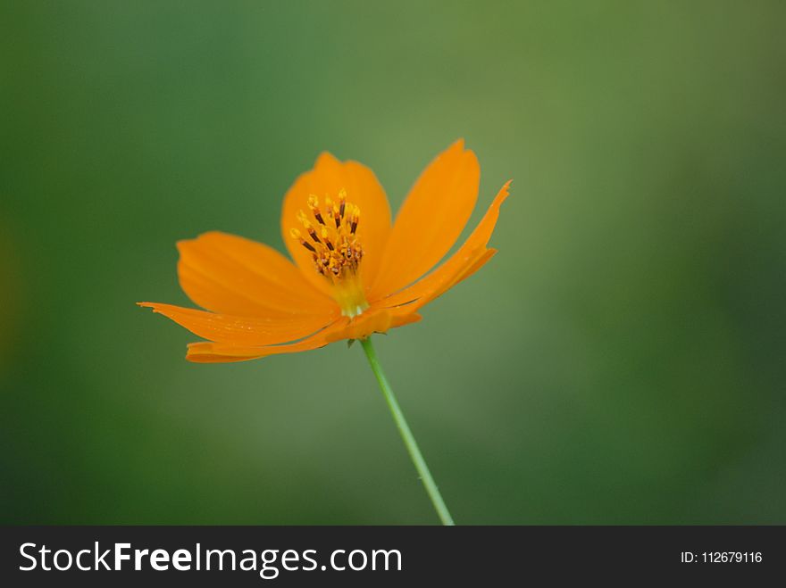 Flower, Yellow, Wildflower, Orange