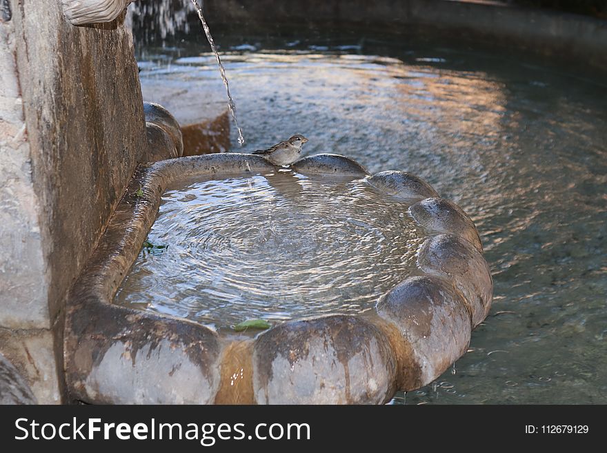 Water, Water Resources, Pond, Water Feature