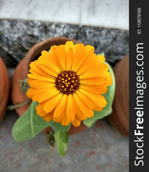 Flower, Yellow, Flora, Calendula