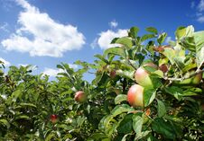 Apple Tree And Summer Clouds Royalty Free Stock Images Apple Tree And Summer Clouds Royalty Free Stock Images
