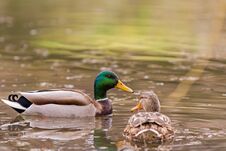 Wild Duck Swims Along The Lake Stock Image Wild Duck Swims Along The Lake Stock Image