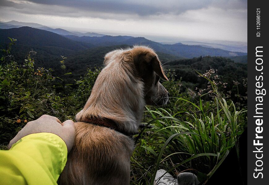 My dog in the forest with me. My dog in the forest with me