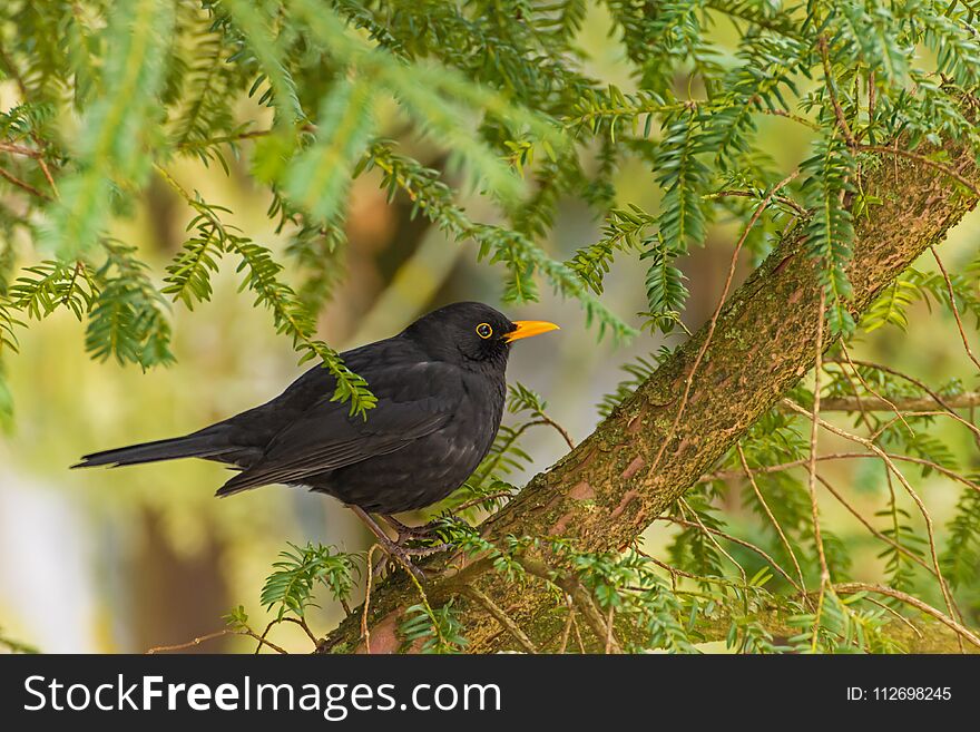 Black thrush on coniferous tree