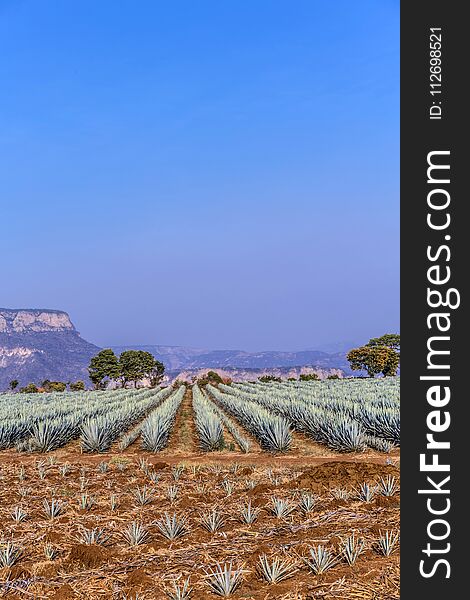 Landscape of planting of agave plants to produce tequila. Landscape of planting of agave plants to produce tequila
