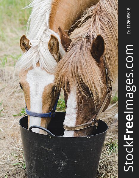 Two horses drinking water in a black bucket. Two horses drinking water in a black bucket.