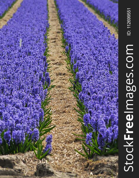 Flower and colorful garden detail