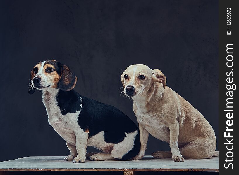 Portrait of two cute breed dog on a dark background in studio.