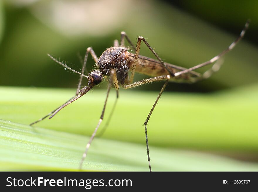 Mosquito Resting On Grass.