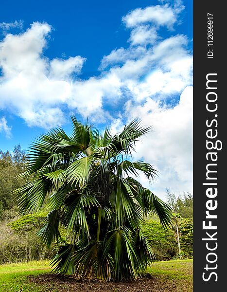 Tropical Palms forest in Hawaii, Kauai island