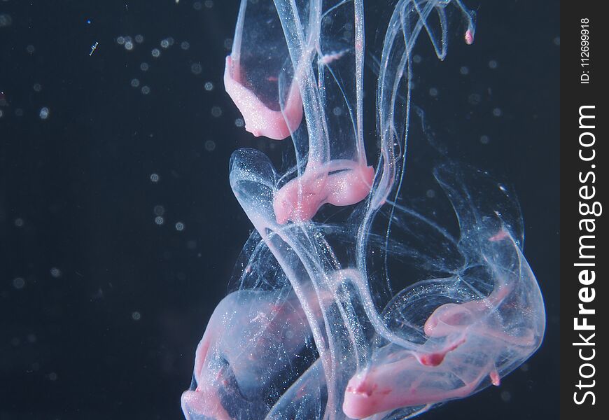 A Drop Of Pink Paint Drops In The Water. The Abstract Photograph