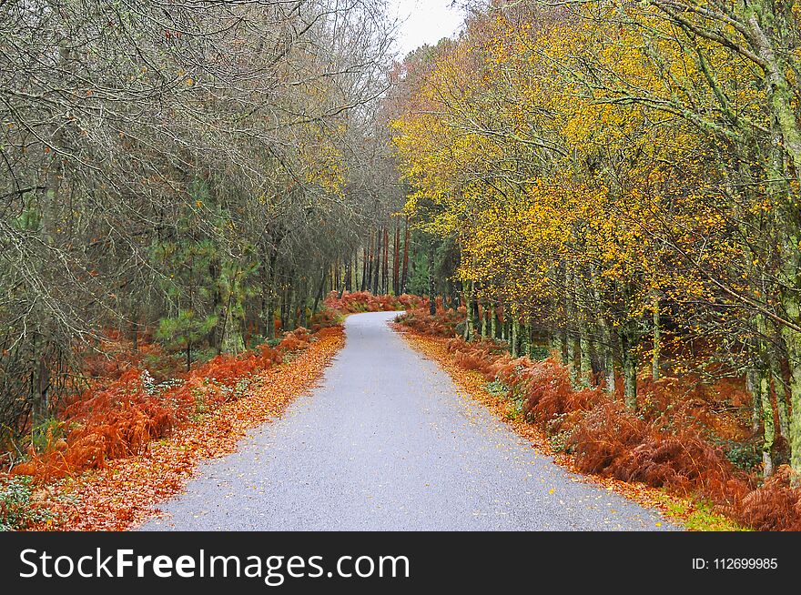 Autumn colors in the fields