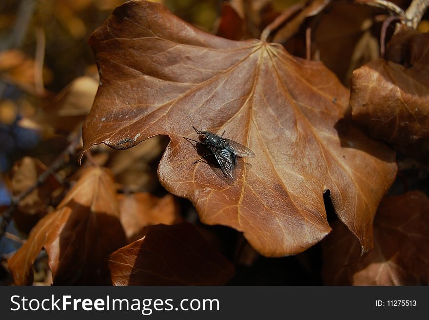 A fly on a brown leaf during fall