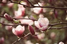 Magnolia Spring Flowers Royalty Free Stock Photography