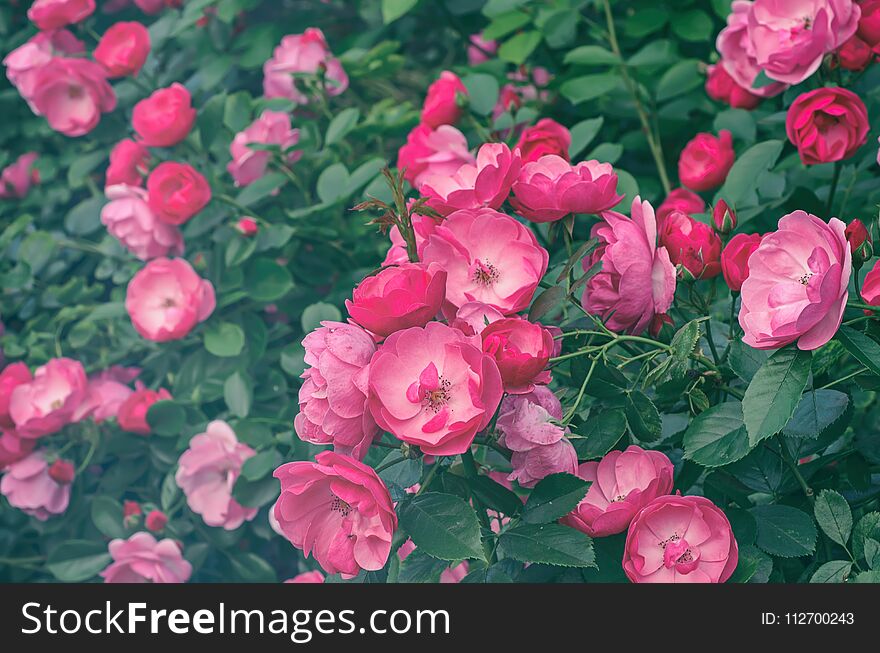 Garden with fresh pink roses, floral natural hipster vintage background. Garden with fresh pink roses, floral natural hipster vintage background