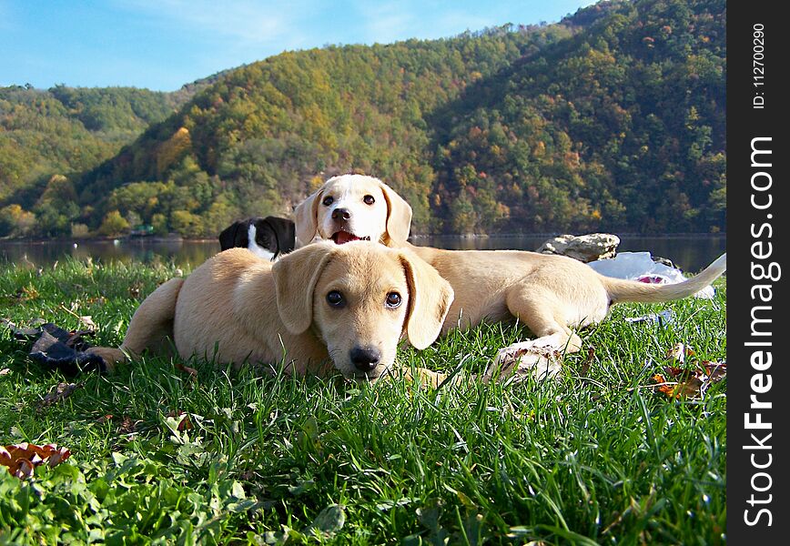 Three little puppies lying on grass. Three little puppies lying on grass