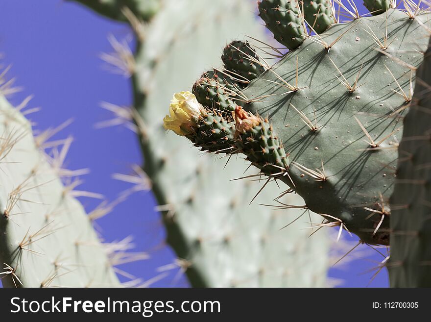 Flower and leaf of an Indian fig opuntia Opuntia ficus-indica