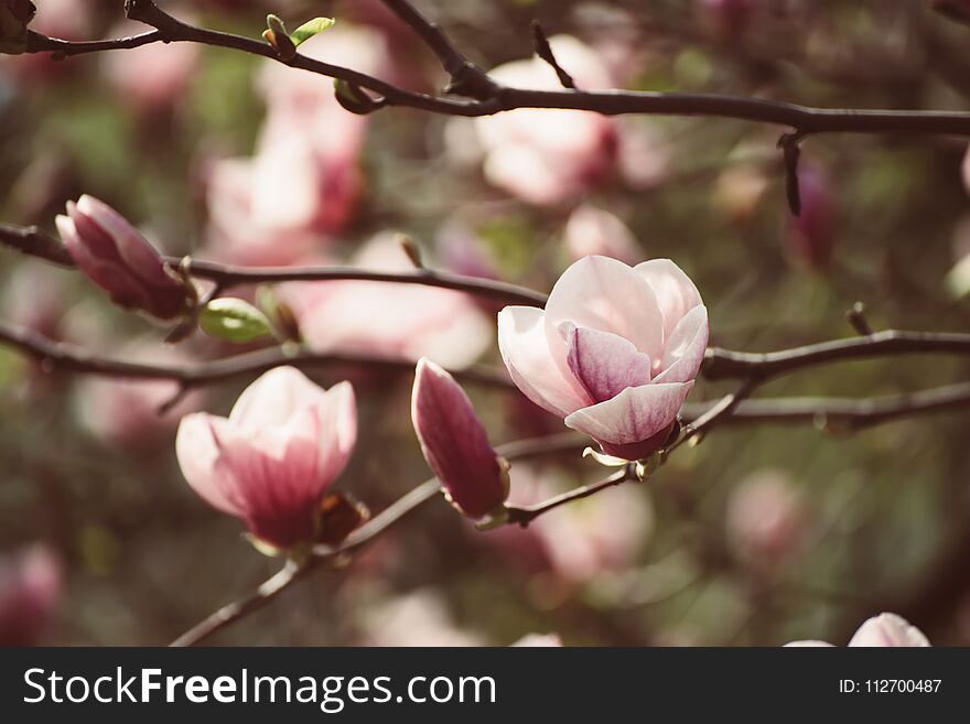 Blossoming of pink magnolia flowers in spring time, floral background. Blossoming of pink magnolia flowers in spring time, floral background