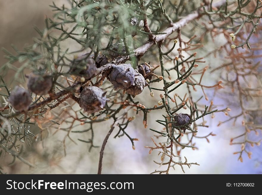 Cones of a Mexican white cedar Cupressus lusitanica. Cones of a Mexican white cedar Cupressus lusitanica
